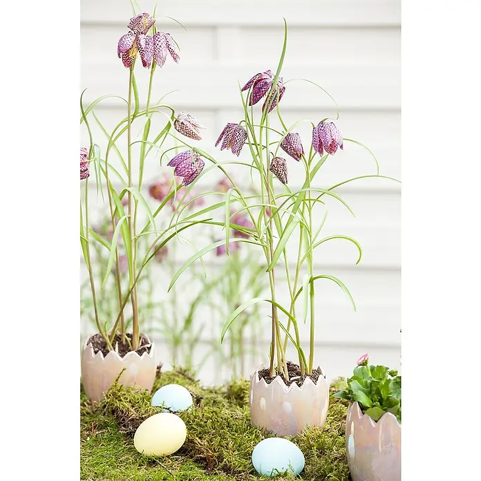 Piardino Frühlingsblumenzwiebeln - Fritillaria meleagris - Stimmungsaufnahme
