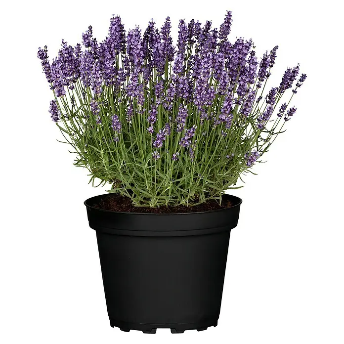 Piardino Lavendel - Lavendula angustifolia, Topfgröße: 9 cm, Blütenfarbe: Violett/Weiß/Rosa - Vorderansicht