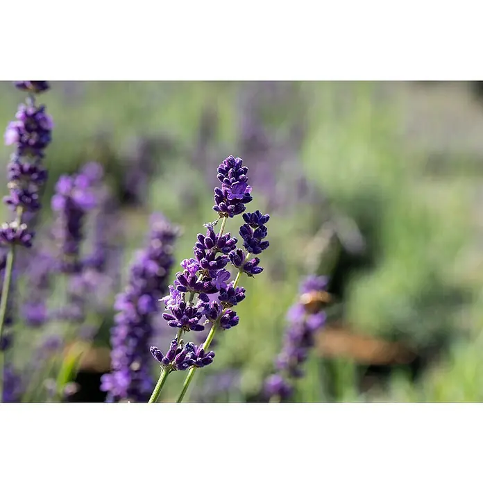 Piardino Lavendel - Lavandula angustifolia, Blütenfarbe: Violett, Erntezeit: Juni - September - Stimmungsaufnahme