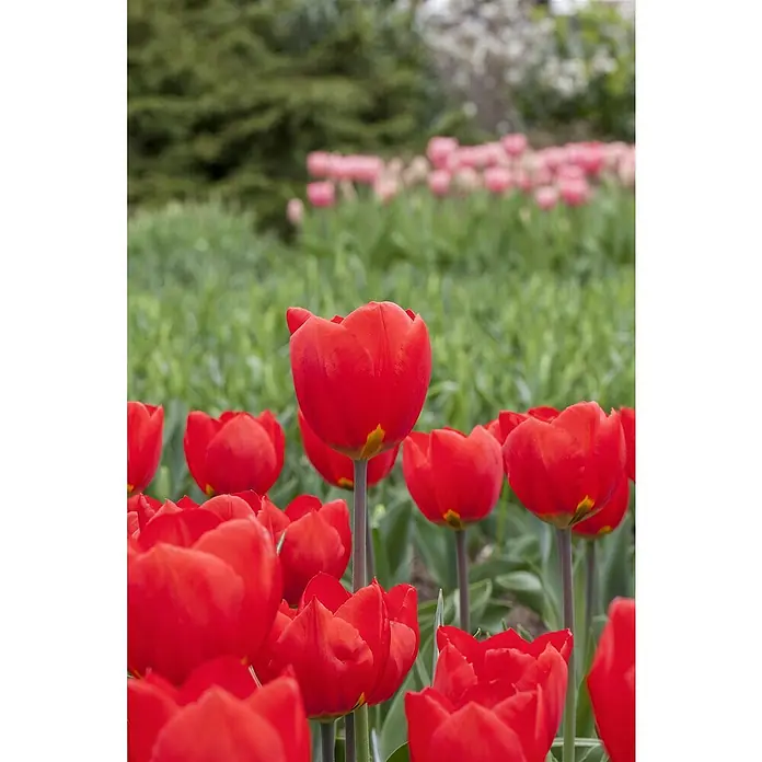 Piardino Frühlingsblumenzwiebeln - Tulipa Hybride, 3 Stk. - Stimmungsaufnahme