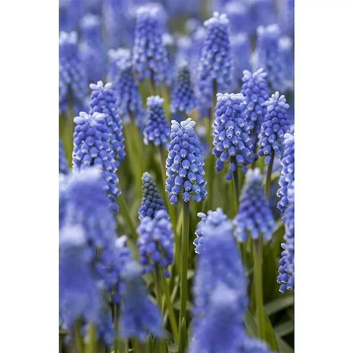 Piardino Frühlingsblumenzwiebeln - Muscari armeniacum, 9 cm - Stimmungsaufnahme