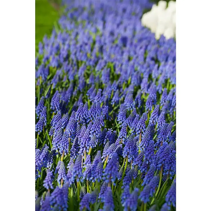 Piardino Frühlingsblumenzwiebeln - Muscari armeniacum, 3 Stk. - Stimmungsaufnahme
