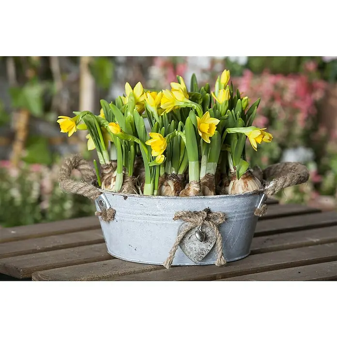Piardino Frühlingsblumenzwiebeln - Narcissus cyclamineus - Stimmungsaufnahme