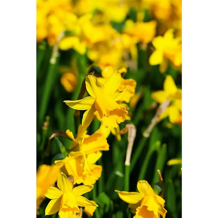 Piardino Frühlingsblumenzwiebeln - Narcissus cyclamineus - Stimmungsaufnahme