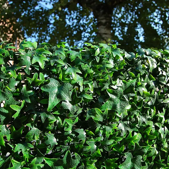 Jardín vertical Helix - Plástico, L x An: 50 x 50 cm, Apto para: Decoración - Primer plano