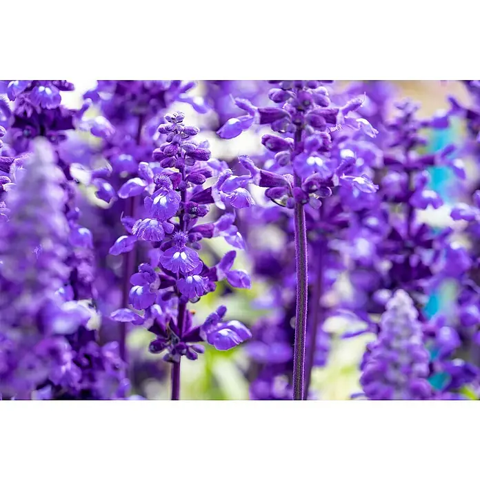 Piardino Salvia farinacea - Salvia farinacea, Color de flor: En función de la variedad - Foto ambiente