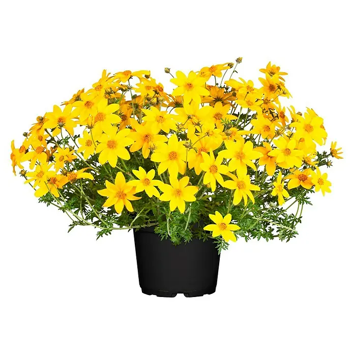 Piardino Goldmarie - Bidens ferulifolia, Topfgröße: 10 cm, Gelb - Vorderansicht