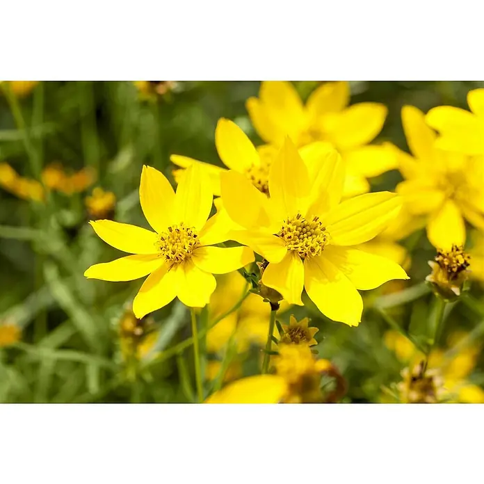 Piardino Goldmarie - Bidens ferulifolia, Topfgröße: 10 cm, Gelb - Stimmungsaufnahme