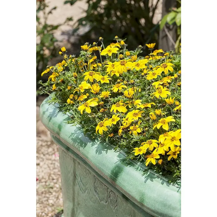 Piardino Goldmarie - Bidens ferulifolia, Topfgröße: 10 cm, Gelb - Stimmungsaufnahme