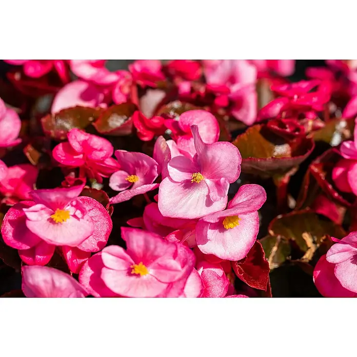 Piardino Begonie - Begonia semperflorens, Topfgröße: 13 cm, Sortenabhängig - Stimmungsaufnahme