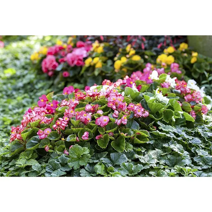 Piardino Begonie - Begonia semperflorens, Topfgröße: 13 cm, Sortenabhängig - Stimmungsaufnahme