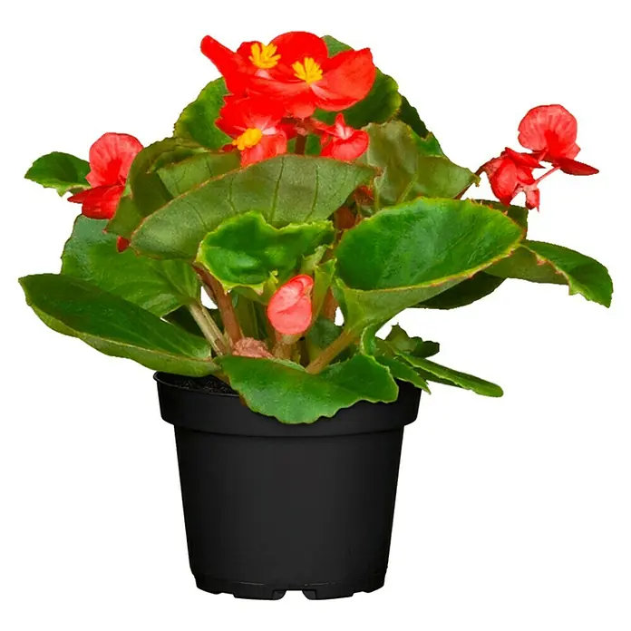 Piardino Begonie - Begonia semperflorens, Topfgröße: 13 cm, Sortenabhängig - Vorderansicht