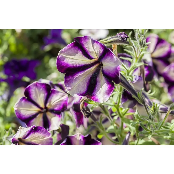 Piardino Petunie - Petunia Hybride 'Twister', Topfgröße: 12 cm, Sortenabhängig - Stimmungsaufnahme