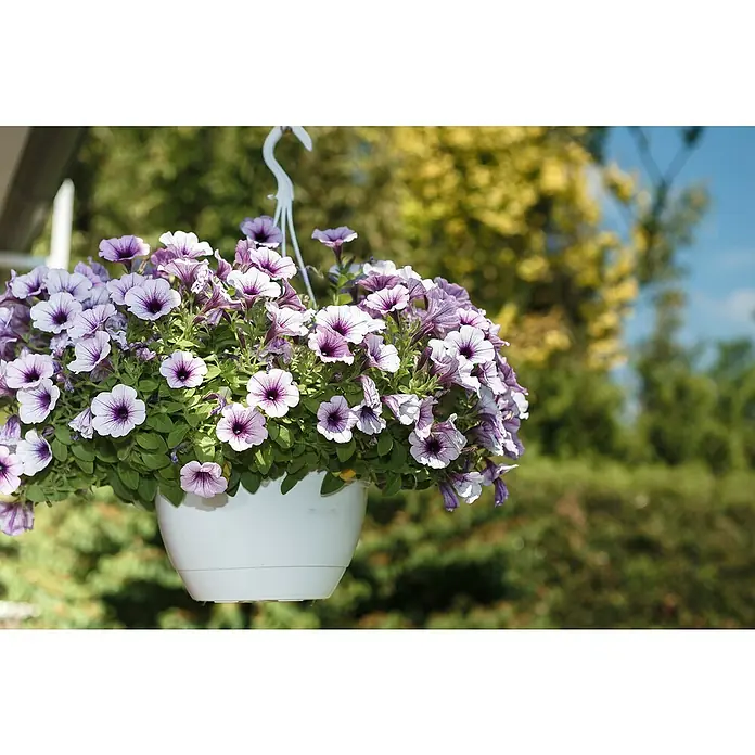 Piardino Petunie - Petunia Hybride 'Twister', Topfgröße: 12 cm, Sortenabhängig - Stimmungsaufnahme