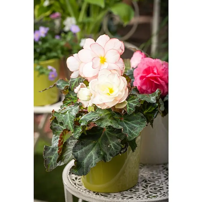 Piardino Begonie - Begonia tuberhybrida, Topfvolumen: 11 l, Mehrfarbig - Stimmungsaufnahme
