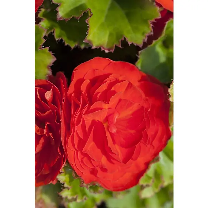 Piardino Begonie - Begonia tuberhybrida, Topfvolumen: 11 l, Mehrfarbig - Stimmungsaufnahme