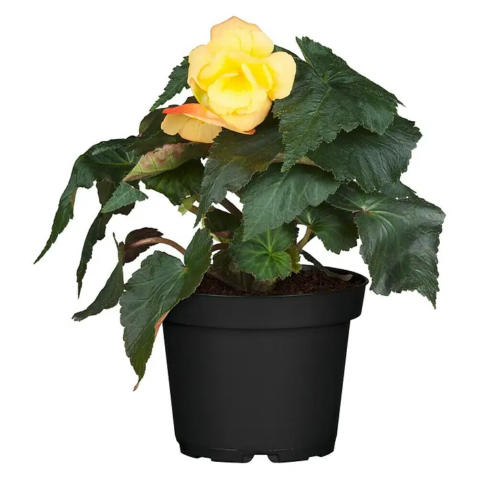 Piardino Begonie - Begonia tuberhybrida, Topfvolumen: 11 l, Mehrfarbig - Vorderansicht