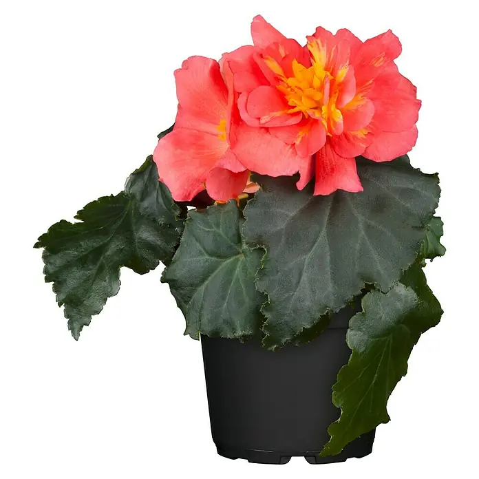 Piardino Begonie - Begonia tuberhybrida, Topfvolumen: 11 l, Mehrfarbig - Vorderansicht