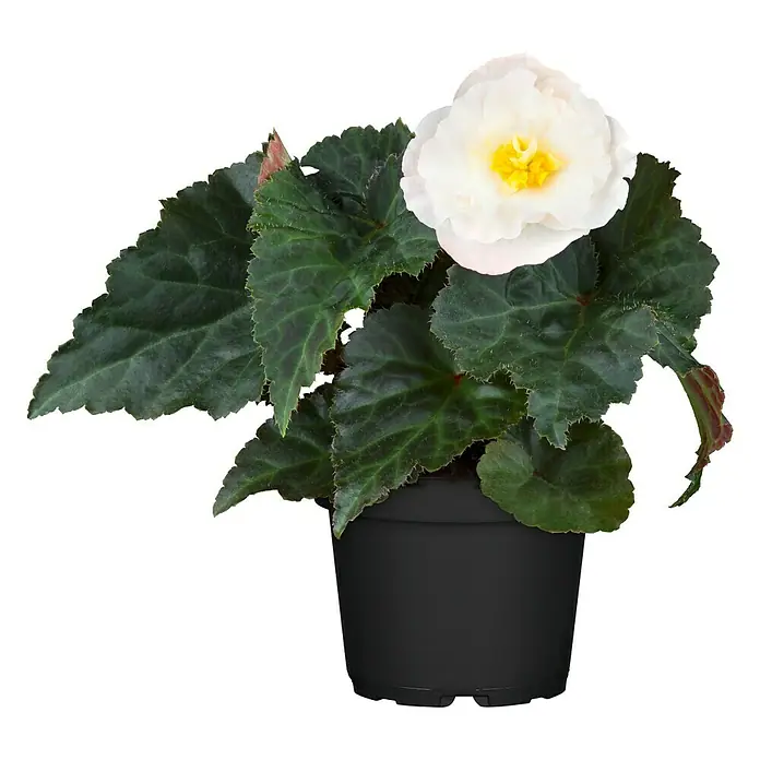 Piardino Begonie - Begonia tuberhybrida, Topfvolumen: 11 l, Mehrfarbig - Vorderansicht