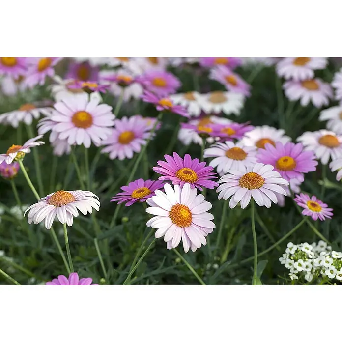 Piardino Strauchmargerite - Argyranthemum frutescens, Sortenabhängig - Stimmungsaufnahme