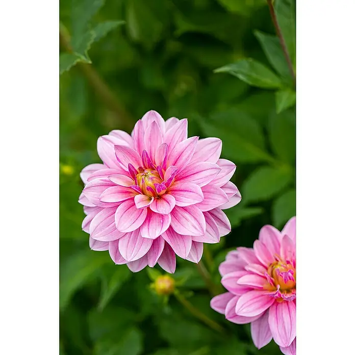 Piardino Dahlie - Dahlia Hybride, Topfgröße: 10 cm, Sortenabhängig - Stimmungsaufnahme