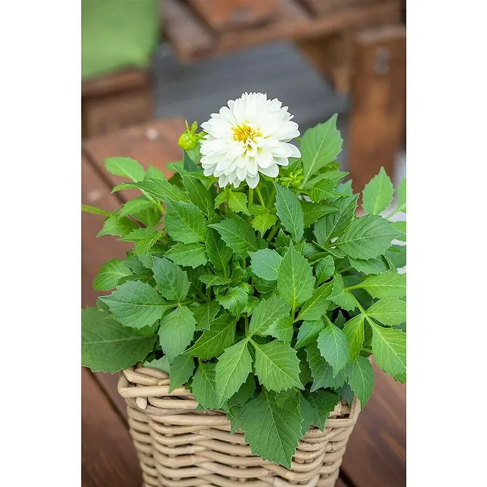 Piardino Dahlie - Dahlia Hybride, Topfgröße: 10 cm, Sortenabhängig - Stimmungsaufnahme