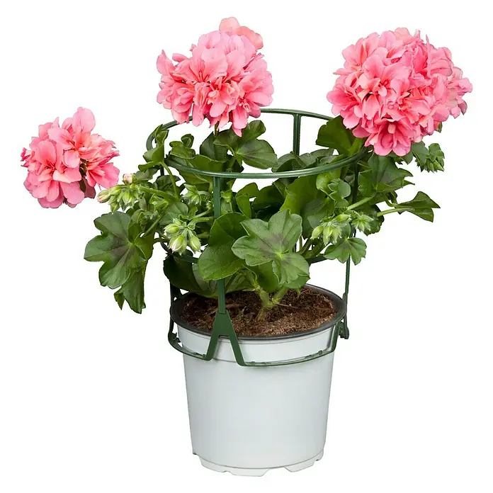 Zonal-Pelargonie - Pelargonium zonale 'Big Eeze', Topfgröße: 12 cm, Sortenabhängig - Vorderansicht