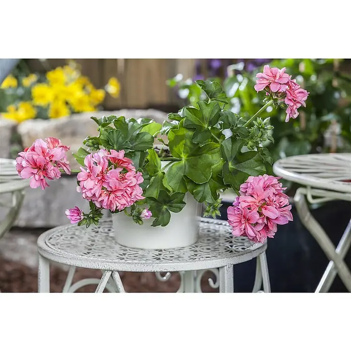 Zonal-Pelargonie - Pelargonium zonale 'Big Eeze', Topfgröße: 12 cm, Sortenabhängig - Stimmungsaufnahme