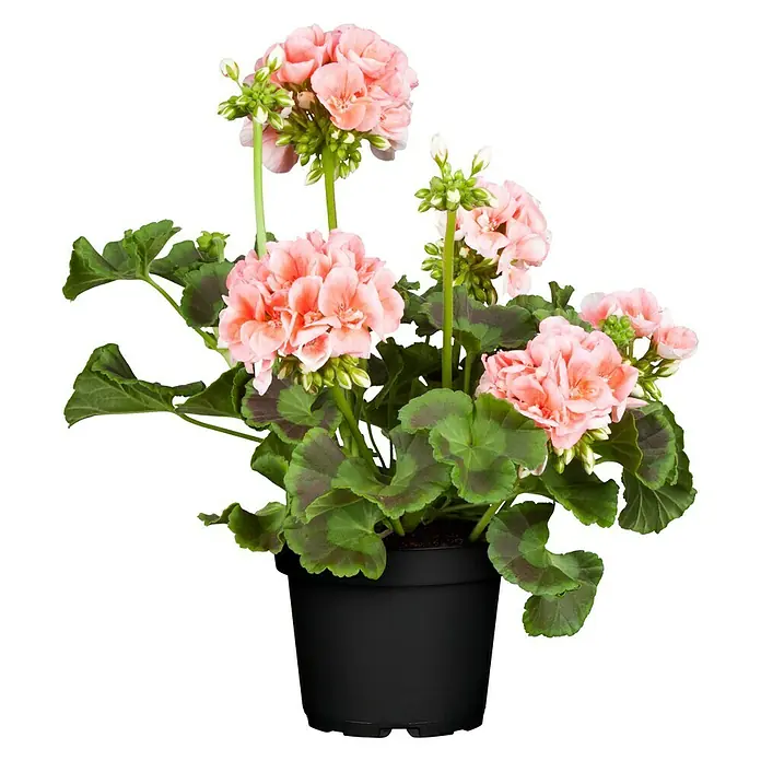 Piardino Zonal-Pelargonie -  - Vorderansicht