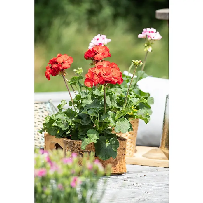 Pelargonie - Pelargonium, Topfgröße: 11 cm, Sortenabhängig, Inhalt 4 Stück - Stimmungsaufnahme