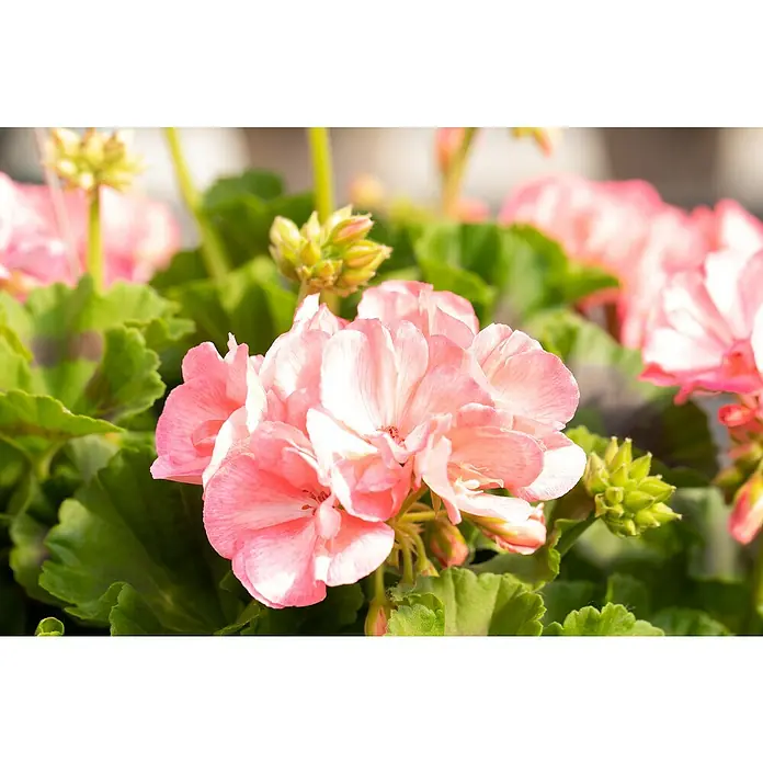 Pelargonie - Pelargonium, Topfgröße: 11 cm, Sortenabhängig, Inhalt 4 Stück - Stimmungsaufnahme