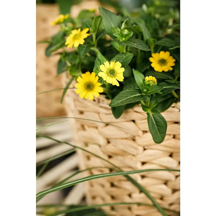Piardino Husarenkopf - Sanvitalia procumbens, Topfgröße: 10 cm, Gelb - Stimmungsaufnahme