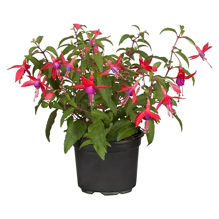 Piardino Fuchsie Hängend - Fuchsia Hybride, Topfgröße: 12 cm, Sortenabhängig - Vorderansicht