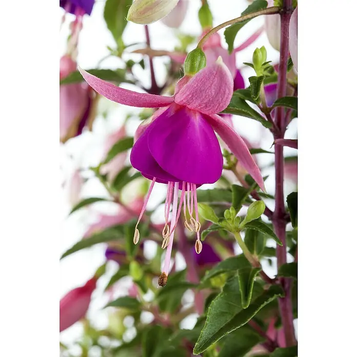 Piardino Fuchsie Hängend - Fuchsia Hybride, Topfgröße: 12 cm, Sortenabhängig - Stimmungsaufnahme