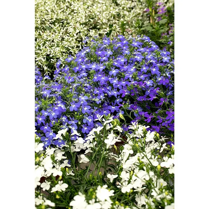 Piardino Lobelie Richardii - Lobelie erinus 'Richardii', Topfgröße: 10,5 cm, Blau - Stimmungsaufnahme