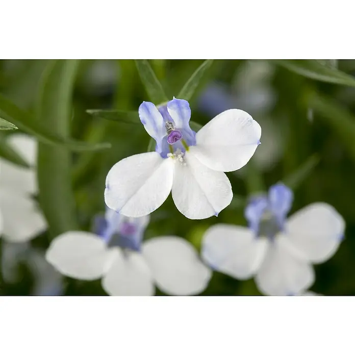 Piardino Lobelie Richardii - Lobelie erinus 'Richardii', Topfgröße: 10,5 cm, Blau - Stimmungsaufnahme