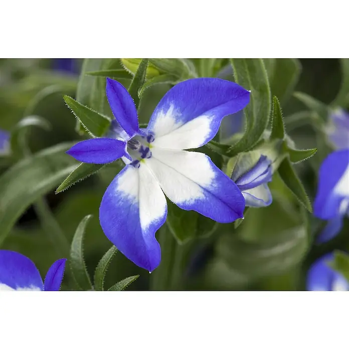 Piardino Lobelie Richardii - Lobelie erinus 'Richardii', Topfgröße: 10,5 cm, Blau - Stimmungsaufnahme
