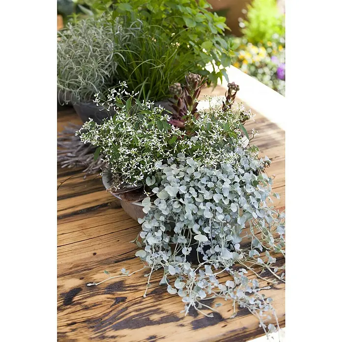 Piardino Silberregen - Dichondra argentea 'Silver Falls', Blütenfarbe: Gelbgrün - Stimmungsaufnahme