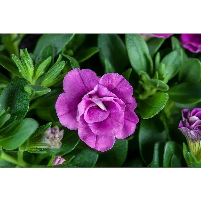 Piardino Zauberglöckchen Trio - Calibrachoa Tio, Blütenfarbe: Bunt - Stimmungsaufnahme