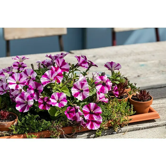 Piardino Petunie - Petunia Hybride 'Twister', Topfgröße: 12 cm, Sortenabhängig - Stimmungsaufnahme