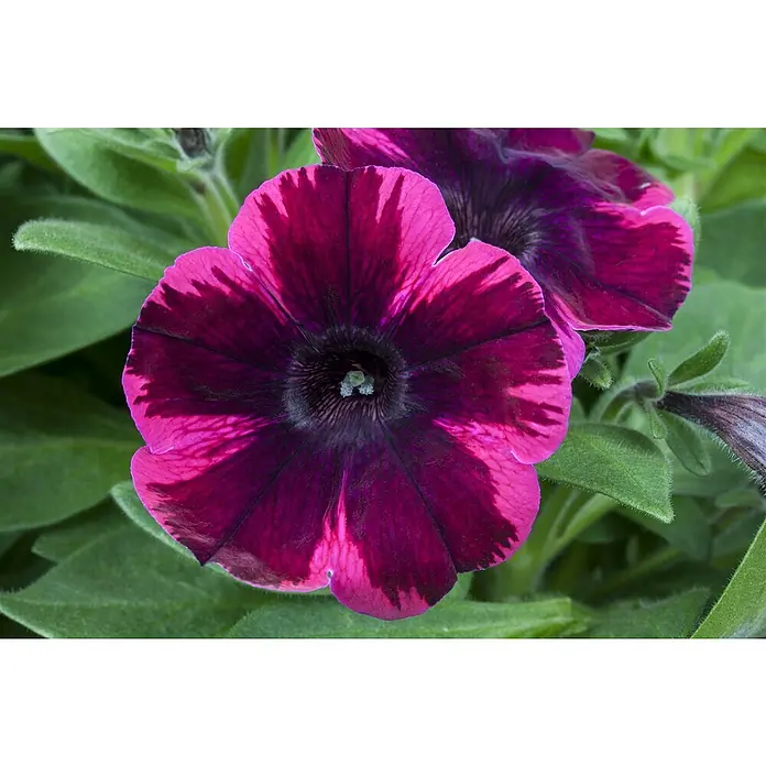 Piardino Petunie Zweifarbig - Petunia, Topfgröße: 12 cm - Stimmungsaufnahme