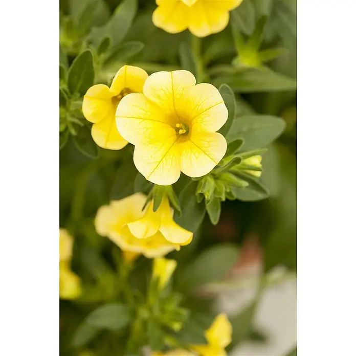 Piardino Zauberglöckchen - Calibrachoa Hybride, Gelb - Stimmungsaufnahme