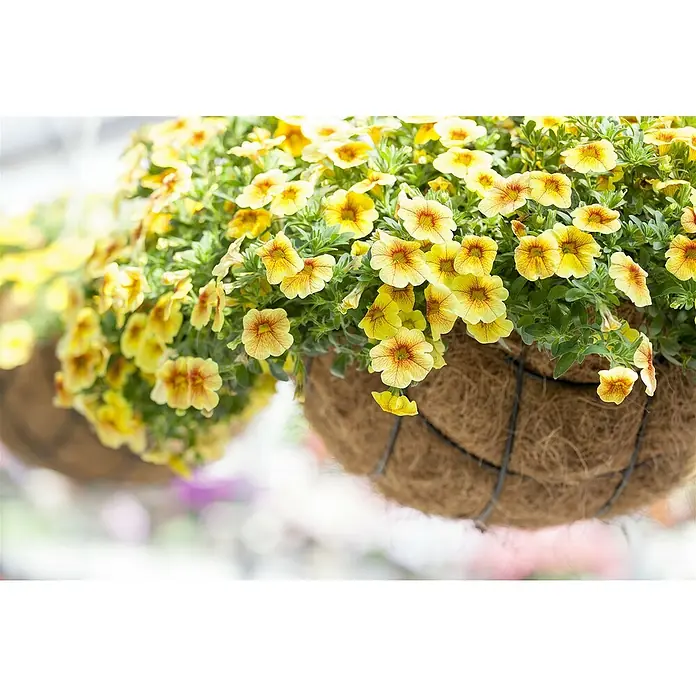 Piardino Zauberglöckchen - Calibrachoa Hybride, Gelb - Stimmungsaufnahme