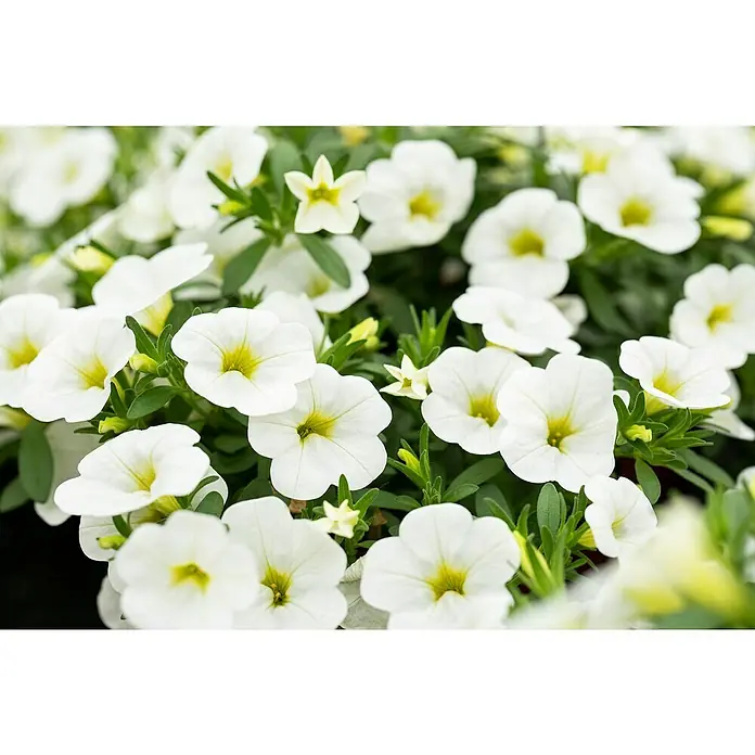 Piardino Zauberglöckchen - Calibrachoa Hybride, Weiß - Stimmungsaufnahme