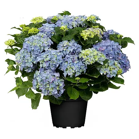 Piardino  Bauernhortensie Solitär