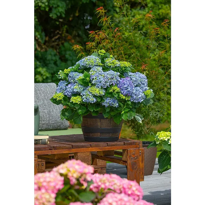 Piardino Bauernhortensie Solitär - Hydrangea macrophylla , Topfgröße: 32 cm - Stimmungsaufnahme