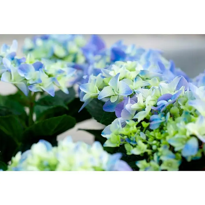 Piardino Bauernhortensie Solitär - Hydrangea macrophylla , Topfgröße: 32 cm - Detailaufnahme