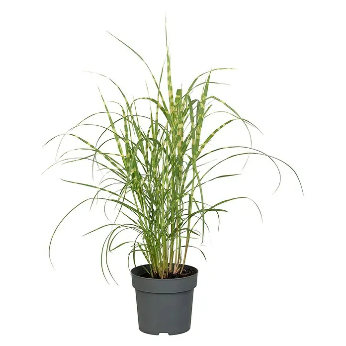 Piardino Garten-Chinaschilf - Miscanthus 'Zebrinus'/'Strictus'/'Goldbär', Topfvolumen: 5 l - Vorderansicht