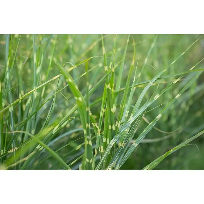 Piardino Garten-Chinaschilf - Miscanthus 'Zebrinus'/'Strictus'/'Goldbär', Topfvolumen: 5 l - Detailaufnahme