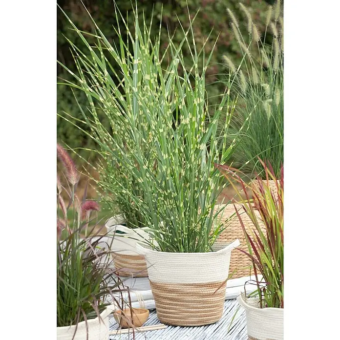 Piardino Garten-Chinaschilf - Miscanthus 'Zebrinus'/'Strictus'/'Goldbär', Topfvolumen: 5 l - Stimmungsaufnahme
